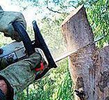 Best Tree Health Inspection  in St James, NC