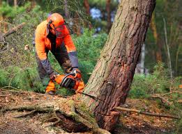 Best Lawn Grading and Leveling  in St James, NC