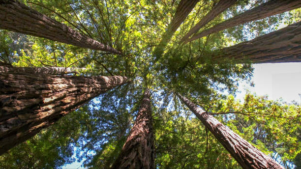 Best Tree Maintenance Programs  in St James, NC