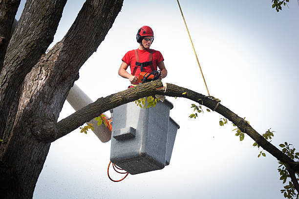 St James, NC Tree Removal Company