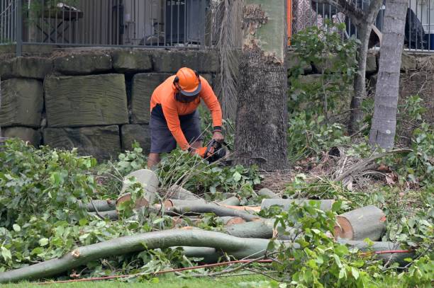 Best Stump Grinding and Removal  in St James, NC
